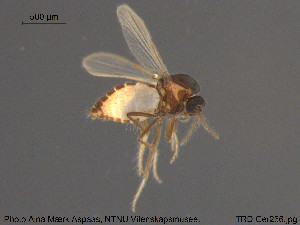  ( - TRD-Cer266)  @11 [ ] CreativeCommons - Attribution Non-Commercial Share-Alike (2015) NTNU University Museum, Department of Natural History NTNU University Museum, Department of Natural History