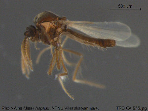  (Dasyhelea parallela - TRD-Cer285)  @12 [ ] CreativeCommons - Attribution Non-Commercial Share-Alike (2015) NTNU University Museum, Department of Natural History NTNU University Museum, Department of Natural History