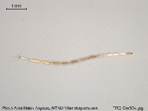  ( - TRD-Cer304)  @11 [ ] CreativeCommons - Attribution Non-Commercial Share-Alike (2015) NTNU University Museum, Department of Natural History NTNU University Museum, Department of Natural History