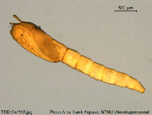  ( - TRD-Cer313)  @11 [ ] Creative Commons  Attribution Non-Commercial Share-Alike (2016) NTNU University Museum, Department of Natural History NTNU University Museum, Department of Natural History
