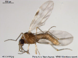  ( - TRD-Cer38)  @12 [ ] CreativeCommons - Attribution Non-Commercial Share-Alike (2014) NTNU University Museum, Department of Natural History NTNU University Museum, Department of Natural History