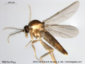  (Forcipomyia pallida - TRD-Cer39)  @13 [ ] CreativeCommons - Attribution Non-Commercial Share-Alike (2014) NTNU University Museum, Department of Natural History NTNU University Museum, Department of Natural History