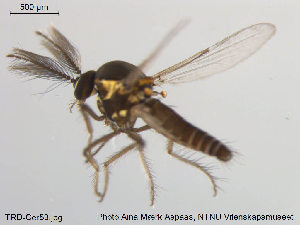  (Dasyhelea caesia - TRD-Cer53)  @13 [ ] CreativeCommons - Attribution Non-Commercial Share-Alike (2014) NTNU University Museum, Department of Natural History NTNU University Museum, Department of Natural History