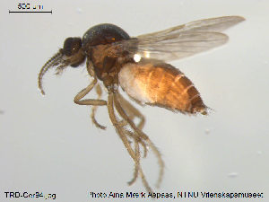  (Forcipomyia sp. 20ES - TRD-Cer94)  @11 [ ] CreativeCommons - Attribution Non-Commercial Share-Alike (2014) NTNU University Museum, Department of Natural History NTNU University Museum, Department of Natural History