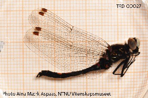  ( - TRD-ODO27)  @13 [ ] CreativeCommons - Attribution Non-Commercial Share-Alike (2014) NTNU University Museum, Department of Natural History NTNU University Museum, Department of Natural History