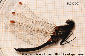  (Leucorrhinia rubicunda - TRD-ODO31)  @13 [ ] CreativeCommons - Attribution Non-Commercial Share-Alike (2014) NTNU University Museum, Department of Natural History NTNU University Museum, Department of Natural History