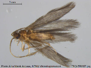  (Hydroptila forcipata - TRD-TRI157)  @14 [ ] CreativeCommons - Attribution Non-Commercial Share-Alike (2014) NTNU University Museum, Department of Natural History NTNU University Museum, Department of Natural History