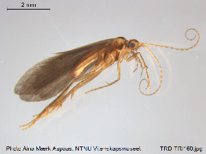  ( - TRD-TRI160)  @13 [ ] CreativeCommons - Attribution Non-Commercial Share-Alike (2014) NTNU University Museum, Department of Natural History NTNU University Museum, Department of Natural History