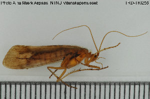  (Limnephilus flavicornis - TRD-TRI255)  @14 [ ] CreativeCommons - Attribution Non-Commercial Share-Alike (2015) NTNU University Museum, Department of Natural History NTNU University Museum, Department of Natural History