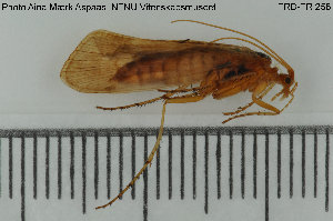  (Limnephilus flavicornis - TRD-TRI258)  @14 [ ] CreativeCommons - Attribution Non-Commercial Share-Alike (2015) NTNU University Museum, Department of Natural History NTNU University Museum, Department of Natural History