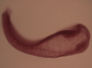  (Cyathocotylidae - P.LM.IBE.S.1F.3)  @14 [ ] Copyright (2010) Sean Locke Environment Canada