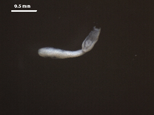  ( - D.IN.SNI.La.1.1)  @13 [ ] Copyright (2010) Sean Locke Environment Canada