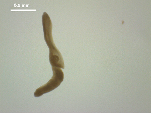  ( - D.IN.SNI.La.1.3)  @13 [ ] Copyright (2010) Sean Locke Environment Canada