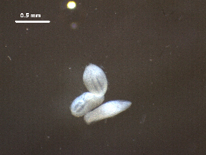  ( - F.RF.IDB.Rp.4.9)  @12 [ ] Copyright (2010) Sean Locke Environment Canada