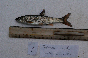  ( - AOZ_TBK009)  @11 [ ] CreativeCommons  Attribution Non-Commercial Share-Alike  Zolotova A.O. A.V. Zhirmunsky Institute of Marine Biology
