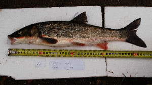  ( - AOZ_TBK011)  @11 [ ] CreativeCommons  Attribution Non-Commercial Share-Alike  Zolotova A.O. A.V. Zhirmunsky Institute of Marine Biology