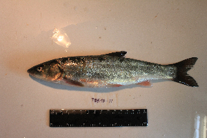  ( - AOZ_TBV011)  @11 [ ] CreativeCommons  Attribution Non-Commercial Share-Alike  Turanov S.V. A.V. Zhirmunsky Institute of Marine Biology