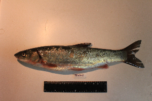  ( - AOZ_TBV012)  @11 [ ] CreativeCommons  Attribution Non-Commercial Share-Alike  Turanov S.V. A.V. Zhirmunsky Institute of Marine Biology
