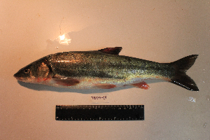  ( - AOZ_TBV013)  @11 [ ] CreativeCommons  Attribution Non-Commercial Share-Alike  Turanov S.V. A.V. Zhirmunsky Institute of Marine Biology