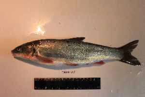  ( - AOZ_TBV022)  @11 [ ] CreativeCommons  Attribution Non-Commercial Share-Alike  Turanov S.V. A.V. Zhirmunsky Institute of Marine Biology