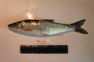  ( - AOZ_THV009)  @11 [ ] CreativeCommons  Attribution Non-Commercial Share-Alike  Turanov S.V. A.V. Zhirmunsky Institute of Marine Biology