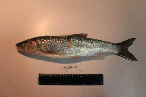  ( - AOZ_TBV013NTHV13)  @11 [ ] CreativeCommons  Attribution Non-Commercial Share-Alike  Turanov S.V. A.V. Zhirmunsky Institute of Marine Biology