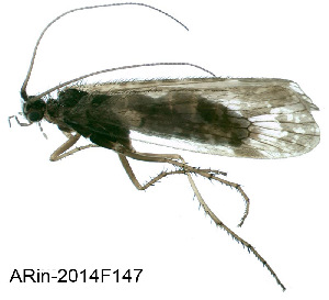  (Limnephilus fenestratus - ARin-2014F147)  @14 [ ] CreativeCommons - Attribution Non-Commercial (2015) Aki Rinne University of Oulu