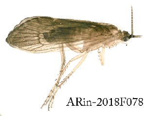  ( - ARin-2018F078)  @11 [ ] CreativeCommons - Attribution Non-Commercial (2018) Aki Rinne University of Oulu