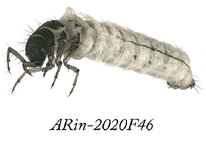  ( - ARin-2020F46)  @11 [ ] by-nc (2020) Aki Rinne University of Oulu