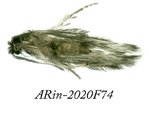  ( - ARin-2020F74)  @11 [ ] by-nc (2020) Aki Rinne University of Oulu