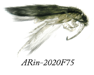  ( - ARin-2020F75)  @11 [ ] by-nc (2020) Aki Rinne University of Oulu