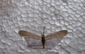  ( - JSlk-2011F075)  @13 [ ] Unspecified (default): All Rights Reserved  Unspecified Unspecified