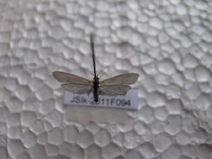  ( - JSlk-2011F094)  @13 [ ] Unspecified (default): All Rights Reserved  Unspecified Unspecified