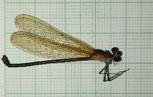  ( - IAvH-TRI-MAC0028-5.1)  @11 [ ] Copyright (2022) Instituto de Investigaciones Alexander von Humboldt (IAvH) Instituto de Investigaciones Alexander von Humboldt (IAvH)