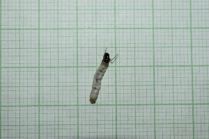  ( - IAvH-TRI-MAC0024-3.2)  @11 [ ] Copyright (2022) Instituto de Investigaciones Alexander von Humboldt (IAvH) Instituto de Investigaciones Alexander von Humboldt (IAvH)