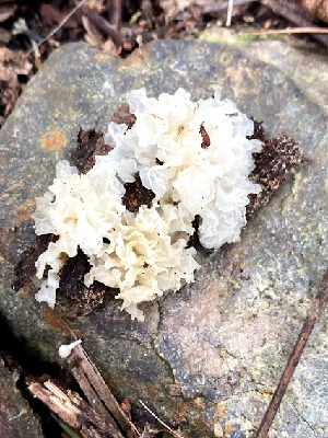  (Tremella fuciformis - IAvH-TRI-MR014)  @11 [ ] Copyright (2021) Instituto Alexander von Humboldt (IAvH) Instituto de Investigacion de Recursos Biologicos Alexander von Humboldt (IAvH)