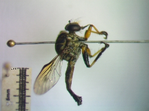  ( - IAvH-TRI-DIPG726)  @11 [ ] Copyright (c) (2022) Wilber Lopez Instituto de Investigaciones Alexander von Humboldt (IAvH)