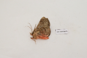  ( - IAVH-TRI-MYCD0078)  @11 [ ] Copyright (2022) Instituto de Investigacion Alexander von Humboldt (IAvH) Instituto de Investigacion Alexander von Humboldt (IAvH)