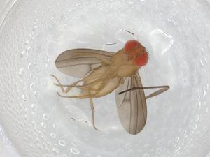  ( - BIOUG93790-E01)  @11 [ ] CreativeCommons - Attribution (2022) Centre for Biodiversity Genomics Centre for Biodiversity Genomics