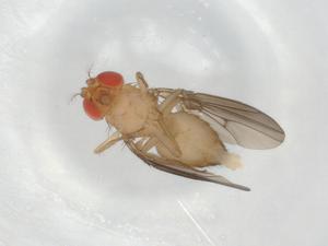  ( - BIOUG93794-C11)  @11 [ ] CreativeCommons - Attribution (2022) Centre for Biodiversity Genomics Centre for Biodiversity Genomics