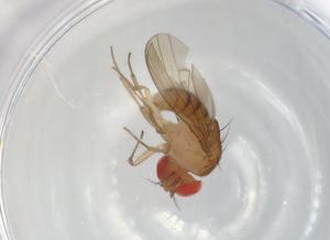  (Drosophila unipunctata - BIOUG93794-H05)  @11 [ ] CreativeCommons - Attribution (2022) Centre for Biodiversity Genomics Centre for Biodiversity Genomics