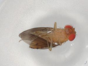  ( - BIOUG93804-G06)  @11 [ ] CreativeCommons - Attribution (2022) Centre for Biodiversity Genomics Centre for Biodiversity Genomics