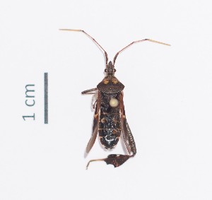  ( - IAvH-Tr-HEM0433)  @11 [ ] Copyright (2022) Instituto de Investigaciones Alexander von Humboldt (IAvH) Instituto de Investigaciones Alexander von Humboldt (IAvH)