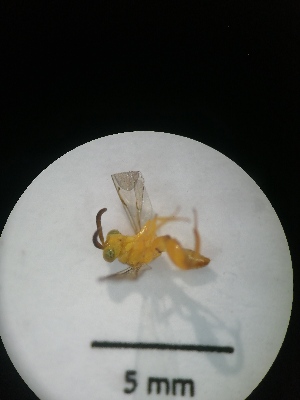  (chalMalaise0416 - IAvH-TRI-MAL206-HYM-0134.1)  @11 [ ] Copyright (2023) Instituto de Investigacion Alexander von Humboldt (IAvH) Instituto de Investigacion Alexander von Humboldt (IAvH)