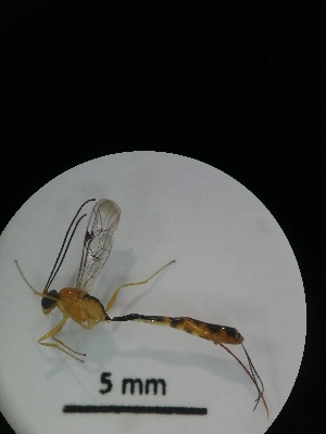  ( - IAvH-TRI-MAL216-HYM-0268.4)  @11 [ ] Copyright (2023) Instituto de Investigacion Alexander von Humboldt (IAvH) Instituto de Investigacion Alexander von Humboldt (IAvH)