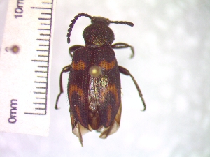  (Lystronychus sexsignatus - IAvH-TRI-ALH-G047)  @11 [ ] Copyright (2022) Instituto de Investigaciones Alexander von Humboldt (IAvH) Instituto de Investigaciones Alexander von Humboldt (IAvH)