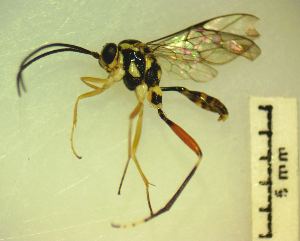  (Occia jereza - IAvH-TRI-MAL211-HYM-0017.4)  @11 [ ] Copyright (2023) Instituto de Investigacion Alexander von Humboldt (IAvH) Instituto de Investigacion Alexander von Humboldt (IAvH)
