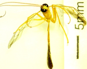  (Enicospilus kleini - IAvH-TRI-MAL221-HYM-0230.4)  @11 [ ] Copyright (2023) Instituto de Investigacion Alexander von Humboldt (IAvH) Instituto de Investigacion Alexander von Humboldt (IAvH)