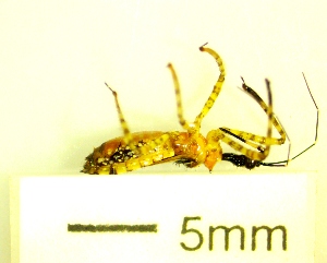  ( - IAvH-TRI-MAL222-HEM-0158)  @11 [ ] Copyright (2023) Instituto de Investigacion Alexander von Humboldt (IAvH) Instituto de Investigacion Alexander von Humboldt (IAvH)