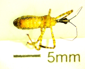 ( - IAvH-TRI-MAL222-HEM-0158)  @11 [ ] Copyright (2023) Instituto de Investigacion Alexander von Humboldt (IAvH) Instituto de Investigacion Alexander von Humboldt (IAvH)